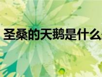 圣桑的天鵝是什么題材的作品（圣桑的天鵝）