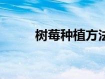 樹莓種植方法和管理（樹莓種植）