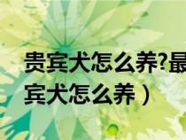 貴賓犬怎么養(yǎng)?最正確的貴賓犬飼養(yǎng)方法（貴賓犬怎么養(yǎng)）