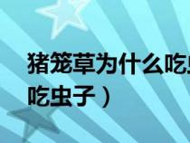 豬籠草為什么吃蟲(chóng)子20字(豬籠草為什么會(huì)吃蟲(chóng)子) 豬籠草為什么吃蟲(chóng)子20字(豬籠草為什么會(huì)吃蟲(chóng)子)