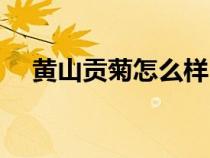 黃山貢菊怎么樣（黃山貢菊功效與作用）