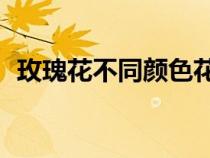 玫瑰花不同顏色花語（33朵玫瑰花的含義）