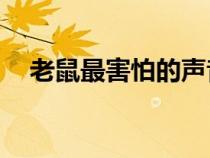 老鼠最害怕的聲音mp3（驅(qū)老鼠的聲音）