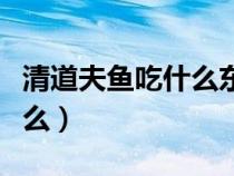 清道夫魚吃什么東西吃魚屎嗎(清道夫魚吃什么) 清道夫魚吃什么東西吃魚屎嗎(清道夫魚吃什么)