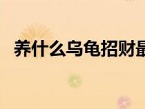 養(yǎng)什么烏龜招財最強大（養(yǎng)什么烏龜招財）
