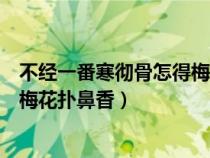 不經(jīng)一番寒徹骨怎得梅花撲鼻香道理（不經(jīng)一番寒徹骨怎得梅花撲鼻香）