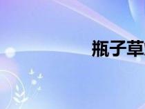 瓶子草爛鱗莖（鱗莖）