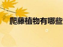 爬藤植物有哪些好養(yǎng)（爬藤植物有哪些）
