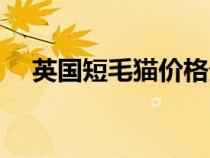 英國短毛貓價格貴嗎（英國短毛貓價格）