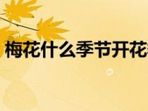 梅花什么季節(jié)開花季節(jié)（梅花什么季節(jié)開花）