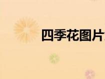 四季花圖片大全大圖（四季花）