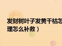 發(fā)財(cái)樹葉子發(fā)黃干枯怎么辦?(發(fā)財(cái)樹葉子發(fā)黃枯萎怎么處理怎么補(bǔ)救) 發(fā)財(cái)樹葉子發(fā)黃干枯怎么辦?(發(fā)財(cái)樹葉子發(fā)黃枯萎怎么處理怎么補(bǔ)救)