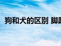 狗和犬的區(qū)別 腳趾獠圖片（狗和犬的區(qū)別）