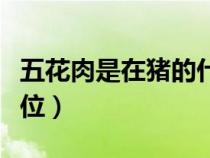 五花肉是在豬的什么部位（五花肉是豬哪個部位）