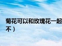 菊花可以和玫瑰花一起泡茶嗎（菊花和玫瑰花可以一起泡茶不）