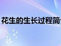花生的生長(zhǎng)過(guò)程簡(jiǎn)介30字(花生的生長(zhǎng)過(guò)程) 花生的生長(zhǎng)過(guò)程簡(jiǎn)介30字(花生的生長(zhǎng)過(guò)程)