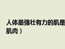 人體最強(qiáng)壯有力的肌是臀大肌還是股四頭?。ㄈ梭w最有力的肌肉）