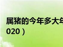 屬豬的今年多大年齡2024（屬豬的今年多大2020）