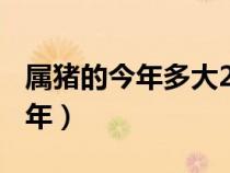 屬豬的今年多大2022（屬豬的今年多大2021年）