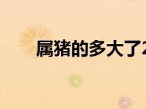 屬豬的多大了2024年（屬豬的多大）