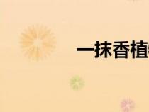 一抹香植物圖片(一抹香) 一抹香植物圖片(一抹香)
