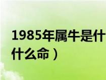 1985年屬牛是什么命海中金（1985年屬牛是什么命）