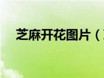 芝麻開花圖片（芝麻開花節(jié)節(jié)高的意思）