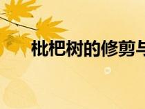 枇杷樹的修剪與管理（枇杷樹的修剪）