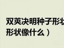雙莢決明種子形狀像什么一樣（雙莢決明種子形狀像什么）