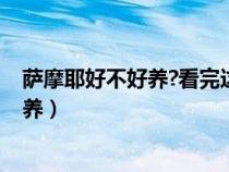 薩摩耶好不好養(yǎng)?看完這幾點你就知道啦!（薩摩耶犬好不好養(yǎng)）