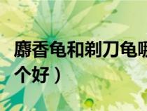 麝香龜和剃刀龜哪個(gè)好玩（麝香龜和剃刀龜哪個(gè)好）