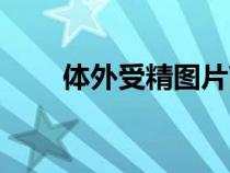 體外受精圖片高清（體外受精圖片）