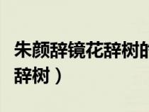 朱顏辭鏡花辭樹(shù)的上一句是什么（朱顏辭鏡花辭樹(shù)）