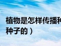 植物是怎樣傳播種子的舉例（植物是怎樣傳播種子的）