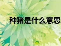 種豬是什么意思競彩（種豬是什么意思）
