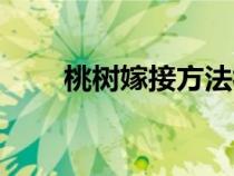 桃樹嫁接方法視頻教程（桃樹嫁接）