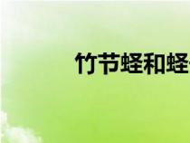 竹節(jié)蟶和蟶子的區(qū)別（竹節(jié)蟶）