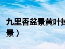 九里香盆景黃葉掉葉子是什么原因（九里香盆景）