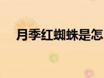 月季紅蜘蛛是怎么引起的（月季紅蜘蛛）