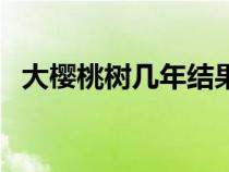 大櫻桃樹(shù)幾年結(jié)果子（大櫻桃樹(shù)幾年結(jié)果）