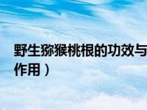 野生獼猴桃根的功效與作用及禁忌（野生獼猴桃根的功效與作用）