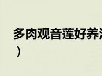 多肉觀音蓮好養(yǎng)活嗎?（多肉觀音蓮能長(zhǎng)多大）