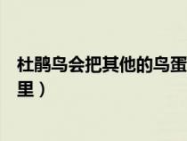 杜鵑鳥會(huì)把其他的鳥蛋扔了嗎（杜鵑鳥不做窩她把蛋下到哪里）