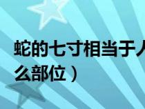 蛇的七寸相當于人的哪個部位（蛇的七寸是什么部位）