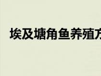 埃及塘角魚養(yǎng)殖方法和技術（埃及塘角魚）