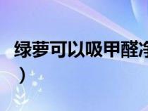 綠蘿可以吸甲醛凈化空氣嗎（綠蘿可以吸甲醛）