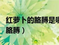紅蘿卜的胳膊是哪個電視劇主題曲（紅蘿卜的胳膊）