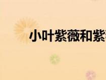 小葉紫薇和紫薇的區(qū)別（小葉紫薇）