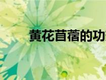黃花苜蓿的功效與作用（黃花苜蓿）