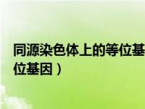 同源染色體上的等位基因遵循什么定律（同源染色體上的等位基因）
